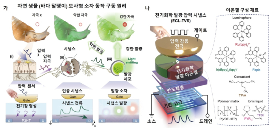 이미지는 자연 생물(바다 달팽이)에서 영감을 받은 모사형 소자 동작 원리와 전기화학 발광 압력 시냅스(ECL-TVS)의 구조 및 이온겔 구성 재료를 설명하고 있다. 왼쪽에는 바다 달팽이가 자극에 따라 약한 또는 강한 발광을 보이는 모습과 이를 모사한 센서, 인공 시냅스, 발광 소자의 작동 과정이 단계별로 그려져 있다. 가운데는 손가락으로 압력을 가하면 게이트에서 반응해 신호를 출력하는 ECL-TVS의 단면 구조도, 오른쪽은 루미노포어, 촉매제, 폴리머 매트릭스 등 다양한 화학구조식들이 제시되어 있다.